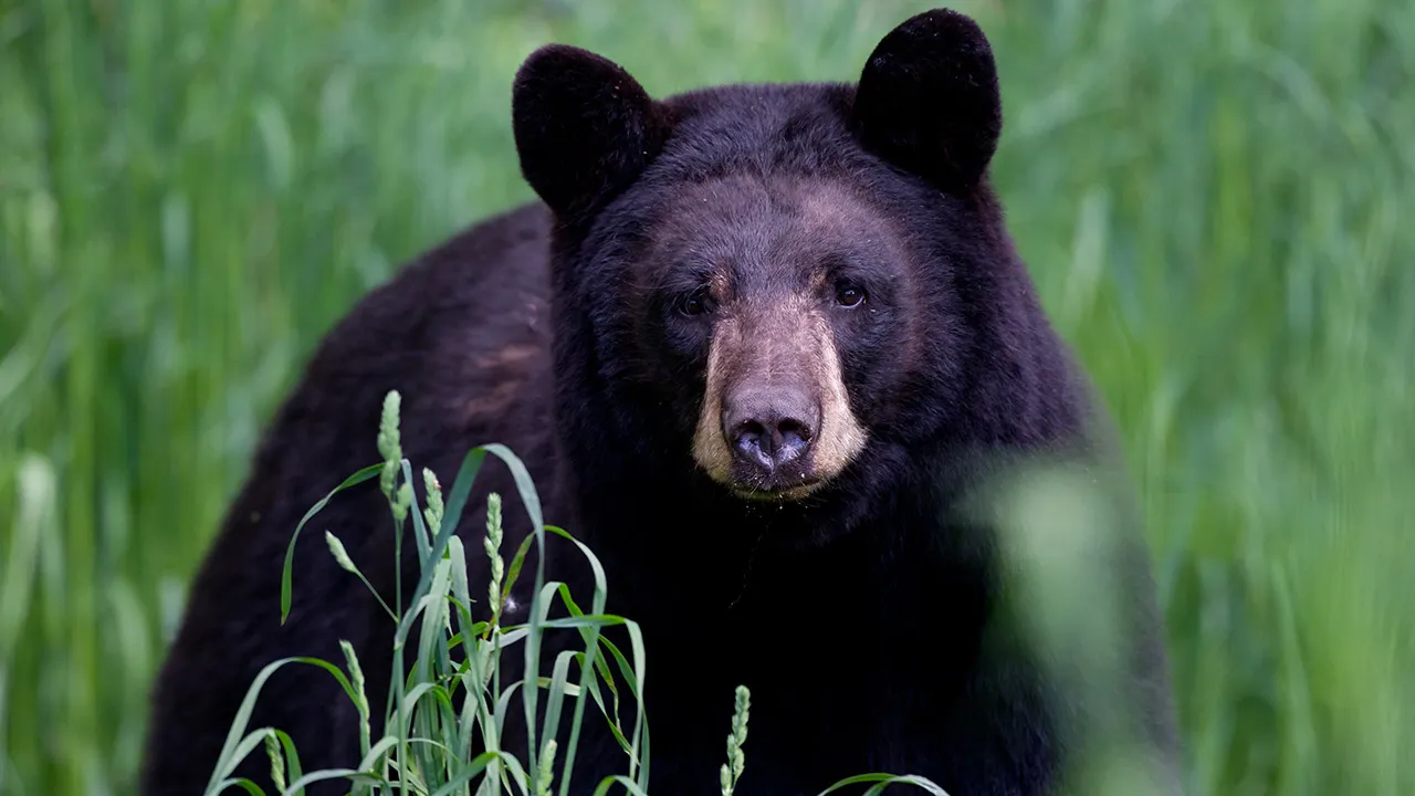 Arkansas man, 72, mauled by bear in first known attack in state in decades